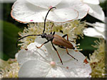 Les Coléoptères, Coleoptera